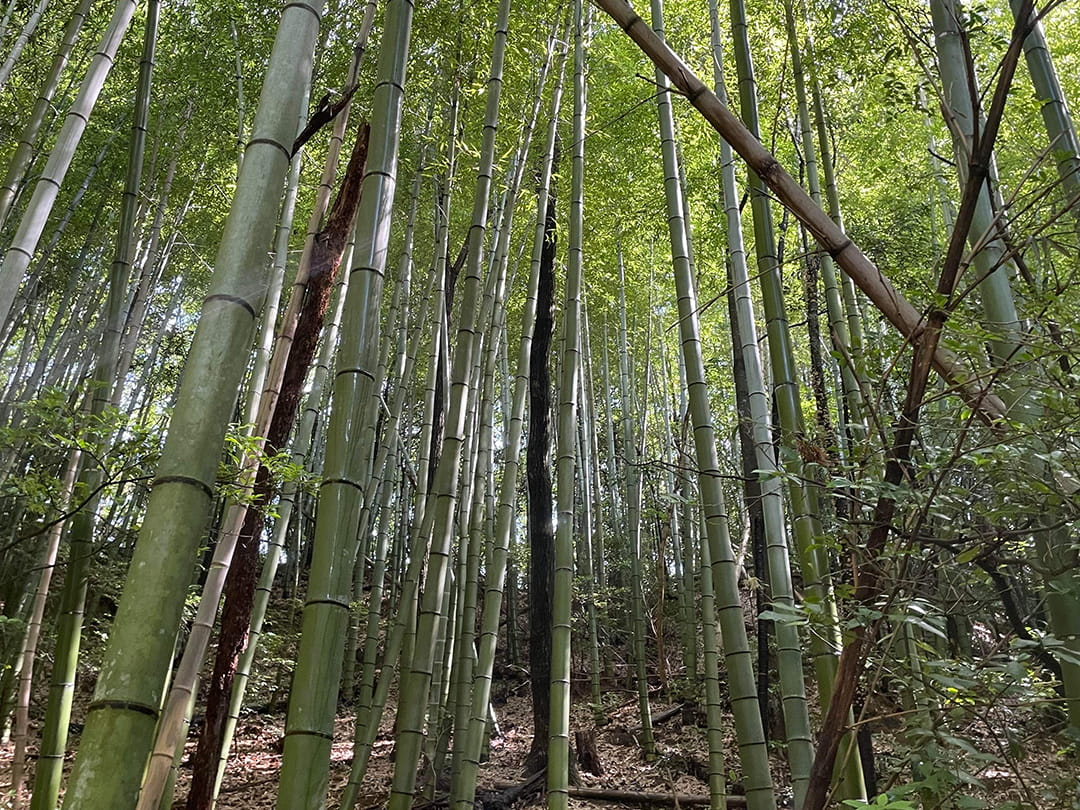 竹林
